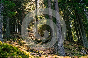 Misty Old Forest. Nature, moss