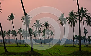 Misty Paddy fields landscape in Andhra pradesh ,India during sunset