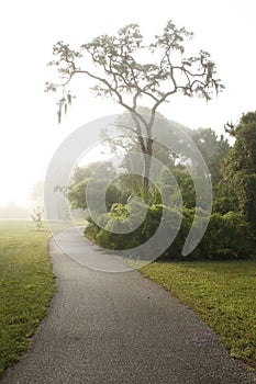 Misty Path