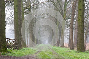 Misty path through the forest