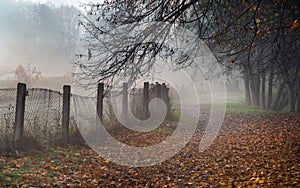Misty path in the park on early foggy autumn morning. Old fence, autumnal trees and road going into perspective disappearing in f