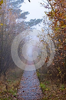 Misty Pathway: Autumn's Fade into Winter