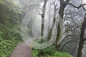 Misty pathway through woods photo