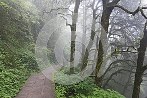 Misty pathway through woods