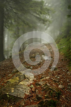 Misty pine forest on the mountain slope in a nature reserve