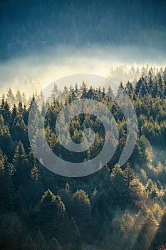 Misty pine forest on the mountain slope in a nature reserve photo