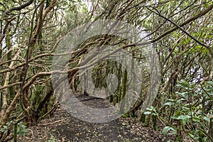 Misty primary forest of the Anaga Rural Park, UNESCO Biosphere Reserve, Tenerife, Canary island, Spain