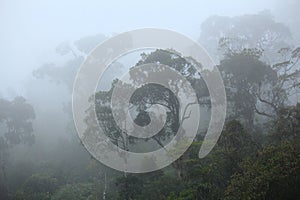 Misty rainforest photo
