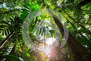 Jungle in Costa Rica photo