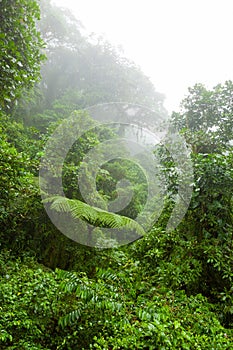 Misty rainforest in Monteverde cloud forest reserve