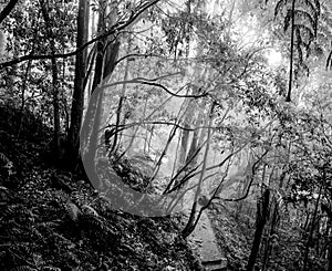 Misty rainy atmosphere Blue Mountains Katoomba National Park forest landscape day monochrome