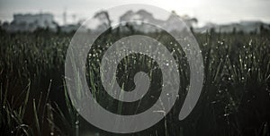 misty rice fields in the morning