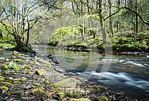 Misty river flowing through Dartmoor woodland