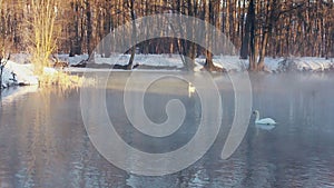 Misty river in winter park. Winter trees without leaves. Land covered by snow