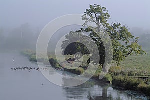 Misty riverside morning