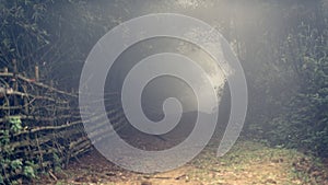 Misty road through bamboo forest in Sa Pa valley photo