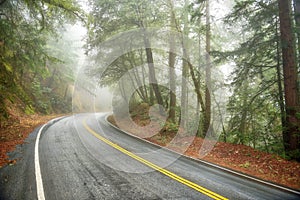 Misty Road Through Redwoods