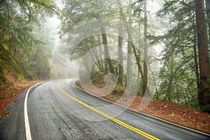 Misty Road Through Redwoods photo