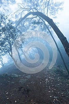 Misty scary forest in fog