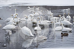 Misty scene of Whooper Swans at Lake Kussharo, Hokkaido