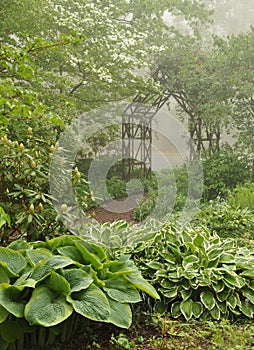 Misty shade garden with trellis