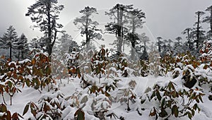 misty-snow covered alpine bushes and coniferous forest at yumthang valley near lachung