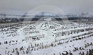 Misty snow covered empty corn field