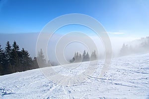 Misty snow slope with trees