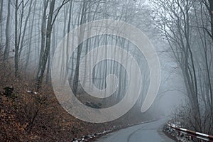 Misty spooky dark forest