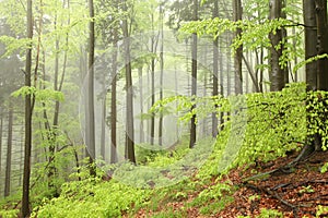 misty spring deciduous forest springtime deciduous forest with beech trees covered with fresh leaves on branches in foggy weather