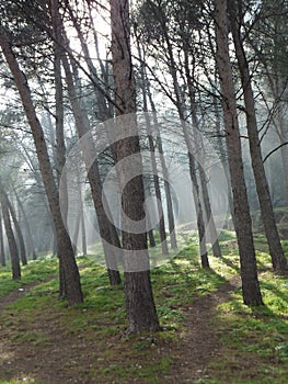 Misty spring forest at JaÃ©n, Spain, trees casting undefined shadows