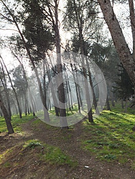 Misty spring forest, lit by pale sun, trees casting undefined shadows