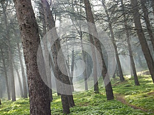 Misty spring forest, trees casting undefined shadows. At JaÃ©n, Spain