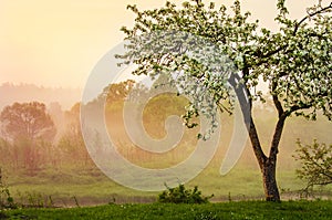 Misty Spring morning