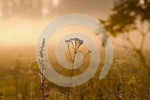 Misty summer end background, sunrise dawn and dewy grass with spider webs