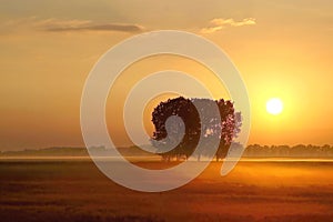 Misty summer sunrise with trees in the field