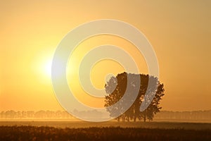 Misty summer sunrise with trees in the field