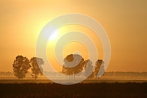 Misty summer sunrise with trees in the field