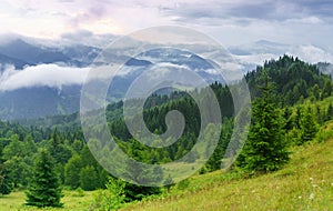 Misty summer wooded mountains landskape with coniferous trees.