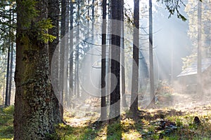 Misty sunny morning in forest.