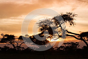 Misty sunrise on african savannah