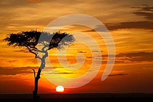 Misty sunrise on african savannah