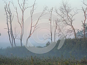 Misty Sunrise with Bare Trees and Red-Tailed Hawk Bird of Prey Raptor Perched Hunting in the Morning