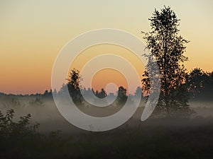 Misty sunrise on the heath