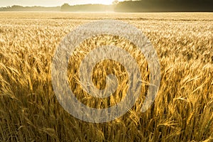 Misty Sunrise Over Golden Wheat Field in Central K