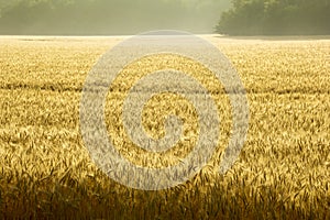 Misty Sunrise Over Golden Wheat Field in Central Kansas