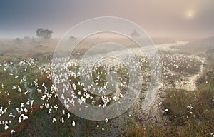 Misty sunrise over swamp with cotton grass