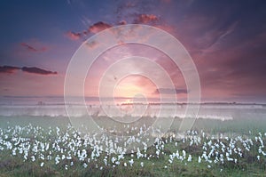 Misty sunrise over swamp with cottongrass
