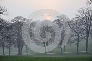 Misty sunrise in park