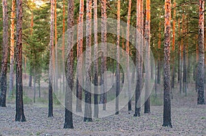 Misty sunrise in the pine trees forest